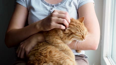 Woman-stroking-cute-ginger-cat-lying-in-her-arms.-Very-fluffy-pet-purrs-closes-eyes-from-pleasure.-Cozy-home