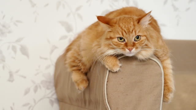 Cute-ginger-cat-lying-on-arm-of-sofa.-Fluffy-pet-starring-in-camera.-Cozy-home-background