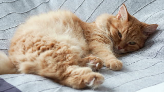 Süße-Ingwer-Katze-liegend-im-Bett-auf-graue-Decke,-flauschige-Tier-wird-zum-schlafen.-Gemütliches-Zuhause-Hintergrund