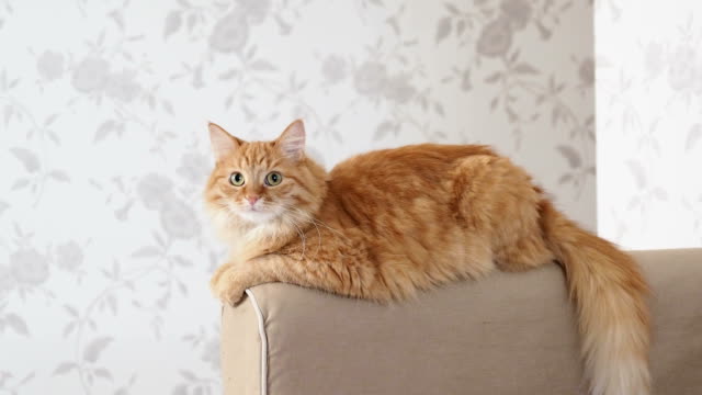 Lindo-gato-jengibre-miente-en-el-brazo-del-sofá.-Mascota-Fluffy-protagonizada-por-en-la-cámara.-Fondo-casa-acogedora