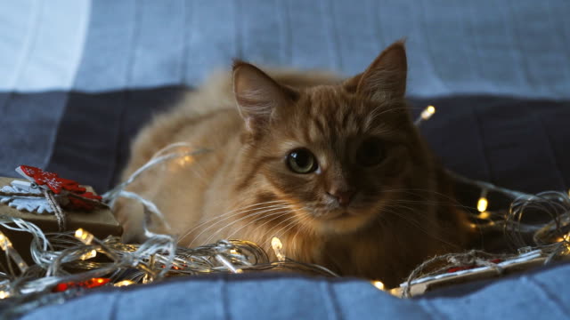 Süße-Ingwer-Katze-liegend-im-Bett-mit-leuchtenden-Glühbirnen-und-Neujahr-stellt-in-Kraftpapier.-Gemütliches-Zuhause-Weihnachten-Urlaub-Hintergrund