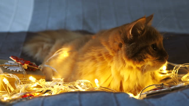 Lindo-gato-jengibre-acostado-en-la-cama-con-el-brillo-de-las-bombillas-y-el-año-nuevo-se-presenta-en-papel-artesanal.-Fondo-de-vacaciones-de-Navidad-hogar-acogedor