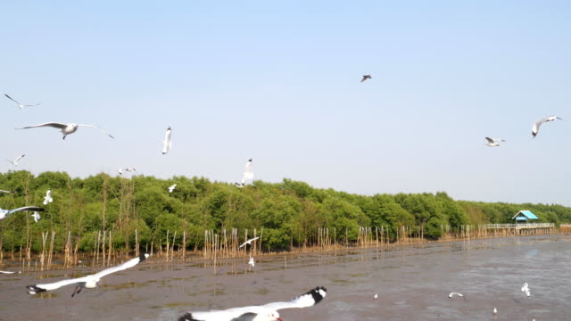 4k-of-Seagulls-circling-above-the-mangrove-forest-at-Bang-Pu-Samut-Prakan-,-Thailand