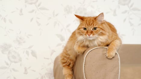 Lindo-gato-jengibre-miente-en-el-brazo-del-sofá.-Mascota-Fluffy-protagonizada-por-en-la-cámara.-Fondo-casa-acogedora