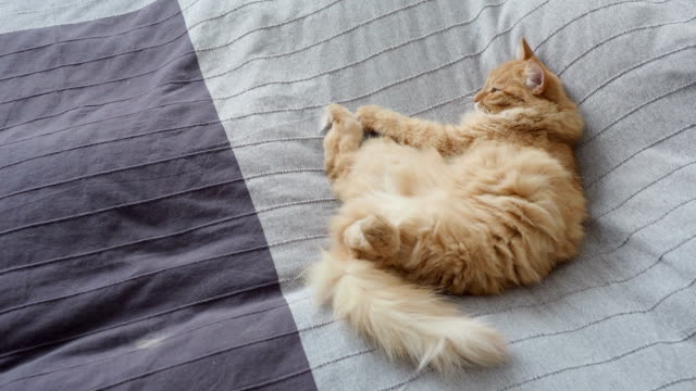 Süße-Ingwer-Katze-liegend-im-Bett-auf-graue-Decke,-flauschige-Tier-wird-zum-schlafen.-Gemütliches-Zuhause-Hintergrund