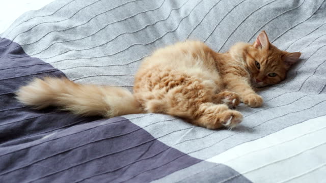 Lindo-gato-jengibre-acostado-en-la-cama-sobre-la-manta-gris,-mullido-del-animal-doméstico-va-a-dormir.-Fondo-casa-acogedora