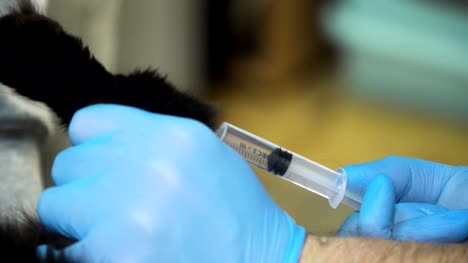Tierarzt-macht-eine-Injektion-einer-Katze