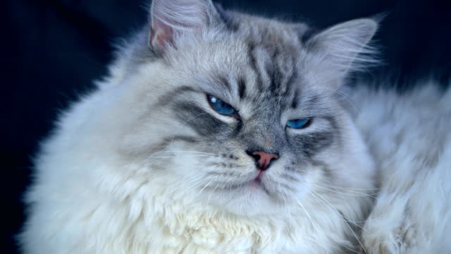 gato-siberiano-punto-de-Smart-color-fluffy