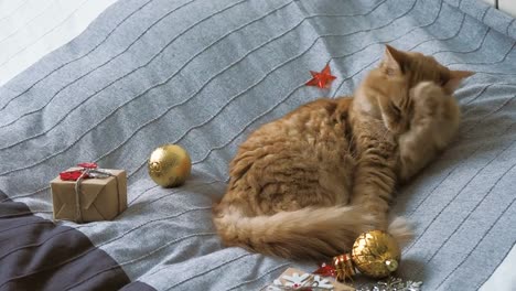 Süße-Ingwer-Katze-lecken-im-Bett-mit-neuen-Jahr-präsentiert-in-Kraftpapier.-Gemütliches-Zuhause-Weihnachten-Urlaub-Hintergrund