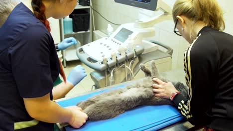Ultrasound-diagnostic-in-veterinary-clinic