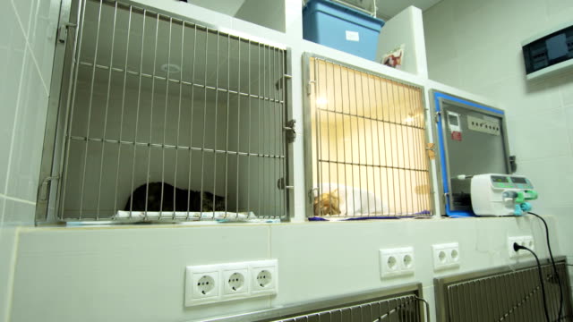 Hund-und-Katze-im-Käfig-nach-der-Operation