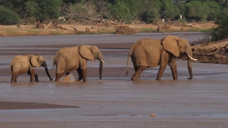 African-Elephant,-loxodonta-africana,-Group-crossing-River,-Samburu-Park-in-Kenya,-Real-Time-4K