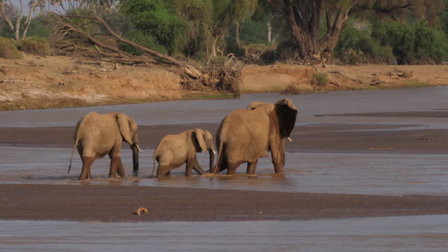 African-Elephant,-loxodonta-africana,-Group-crossing-River,-Samburu-Park-in-Kenya,-Real-Time-4K