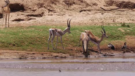 Grant's-Gazelle,-gazella-granti,-Group-drinking-Water-at-River,-Samburu-Park-in-Kenya,-Real-Time-4K