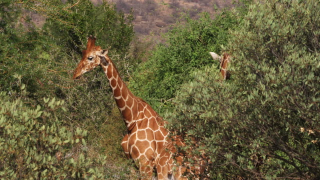 Reticulated-Giraffe,-giraffa-camelopardalis-reticulata,-Pair-at-Samburu-park-in-Kenya,-Real-Time-4K