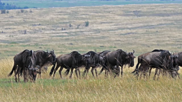 Manada-de-ñus-azules,-connochaetes-taurinus,-durante-la-migración,-Parque-Masai-Mara-en-Kenia,-en-tiempo-Real-4K