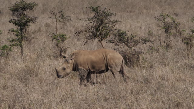 White-Rhinoceros,-ceratotherium-simum,-calf-scratching-on-a-Tree,-Nairobi-Park-in-Kenya,-Real-Time-4K