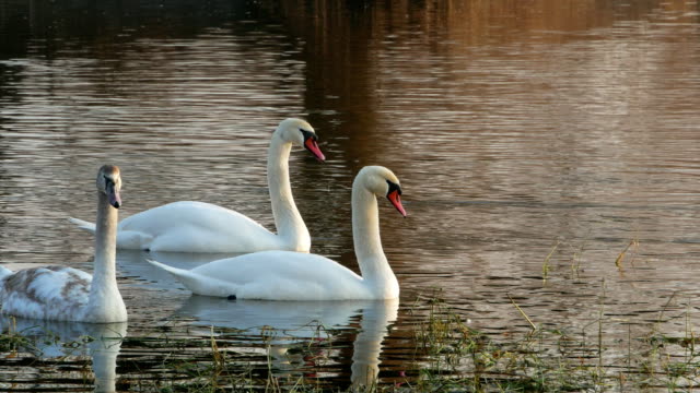 Swan-River-4k-schwimmen