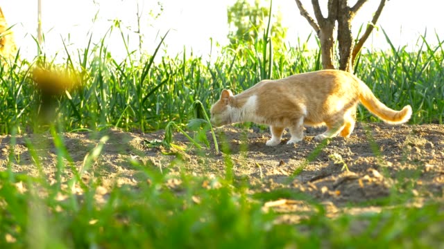El-gato-camina-por-el-jardín