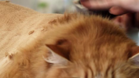 Cerrar-tiro-de-un-jengibre-gato-siendo-afeitado-ser-un-groomer-profesional-veterinario