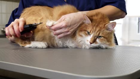 Precioso-gato-jengibre-tiene-sus-garras-cortadas-por-un-profesional-veterinario