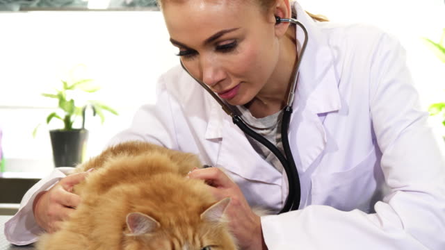 Professionelle-weibliche-Tierarzt-untersuchen-süße-Ingwer-Katze-mit-einem-Stethoskop