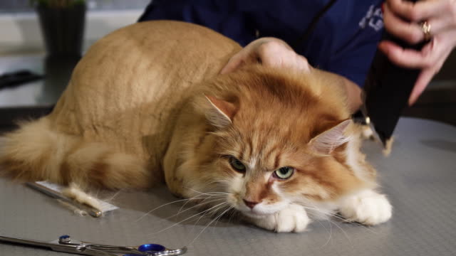 Entzückende-flauschige-Ingwer-Katze-wird-von-einem-Tierarzt-in-der-Klinik-rasiert
