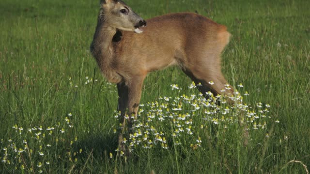 Young-doe-in-a-grass-field.-Roe-deer,-Capreolus-capreolus.-Wildlife-scene-from-nature.