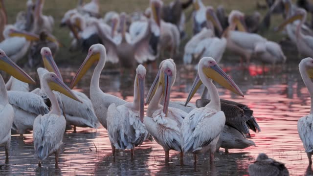 Close-up-view-of-a-large-squadron-of-pink-backed-pelicans-preening-at-sunrise-on-the-bank-of-a-river-in-the-Okavango-Delta,-Botswana