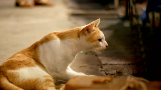 Rot-und-weiß-streunende-Katze-nachts-Straße-auf-dem-Boden-liegend