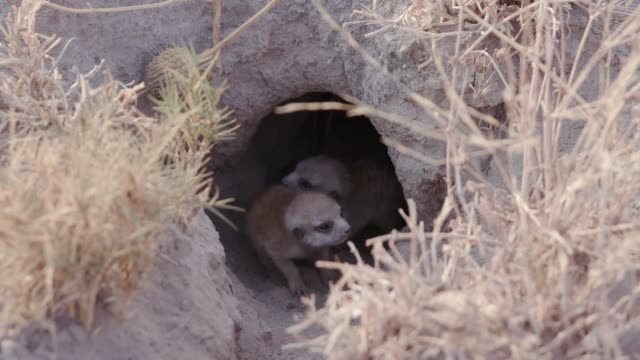 Three-cute-baby-meerkats-at-burrow-entrance,-Botswana