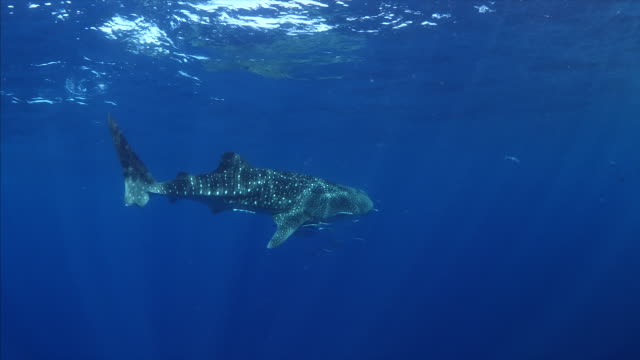 Whale-Shark