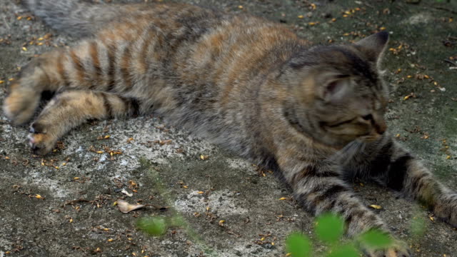 Domestic-cat-lay-on-cement-floor,-macro-shooting