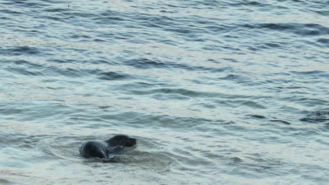 Baby-sea-seal-plays-with-mother-at-the-La-Jolla-cove