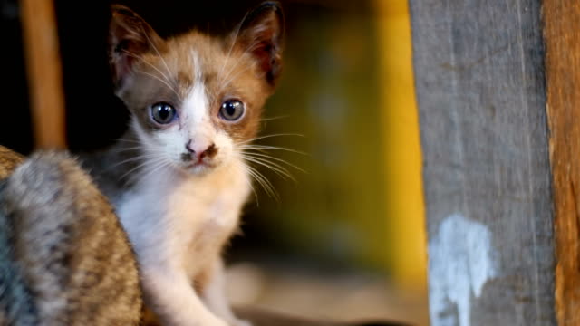 Little-Grey-stray-kitten-sitting-on-the-ground-at-night-street-market