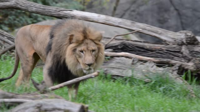 León-el-rey-de-la-selva