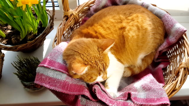 Morgen-Sonnenlicht-auf-den-schlafenden-rote-Katze