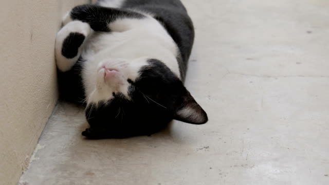 Cat-sleeping-on-cement-ground