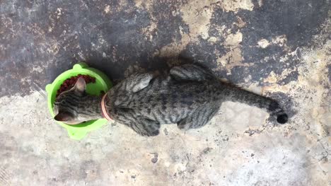 Cerca-tailandés-gato-comiendo-comida-de-gato.