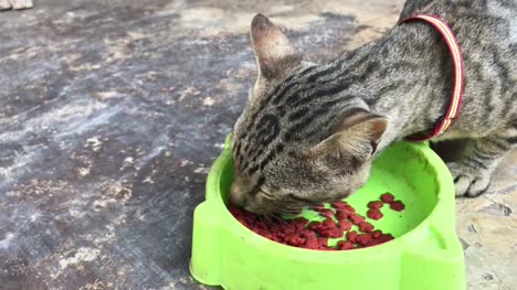 Close-up-Thai-cat-eating-cat's-food.