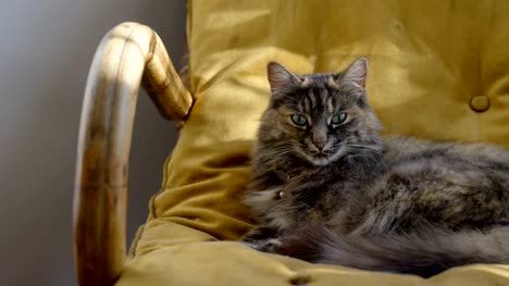Cat-relaxing-in-armchair-4k
