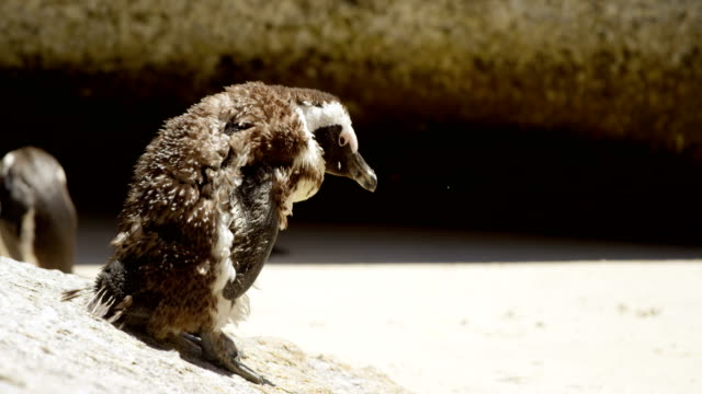 Junger-Pinguin-Vögel-am-Strand-4k