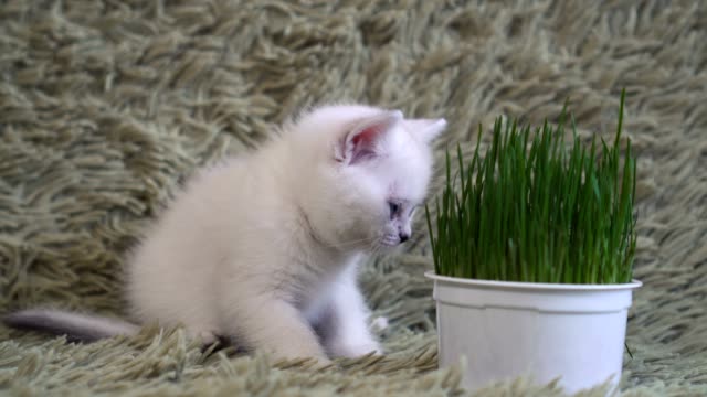 Weiße-junge-Katze-schnüffelt-eingemachte-Rasen
