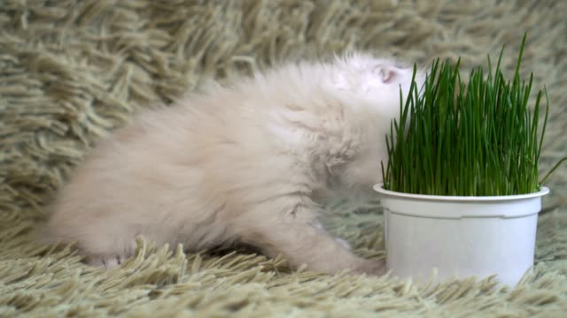 Weiße-junge-Katze-schnüffelt-Topfpflanze