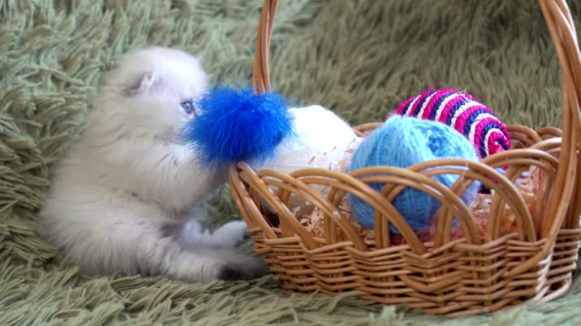 Blanco-lindo-gatito-sentado-junto-a-la-cesta-con-las-bolas-de-lana