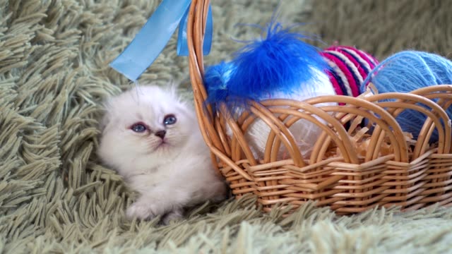 Lindo-gatito-blanco-se-encuentra-cerca-de-la-cesta-con-las-bolas-de-lana