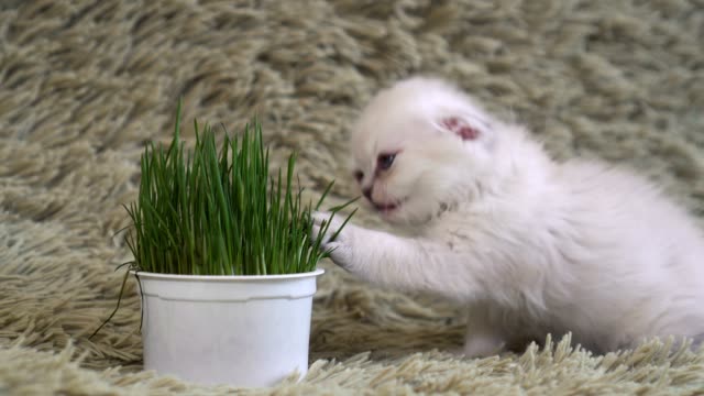 White-kitten,-sniffs-potted-flowers.