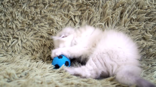 Pequeño-lindo-gatito-blanco-jugando-en-el-fútbol