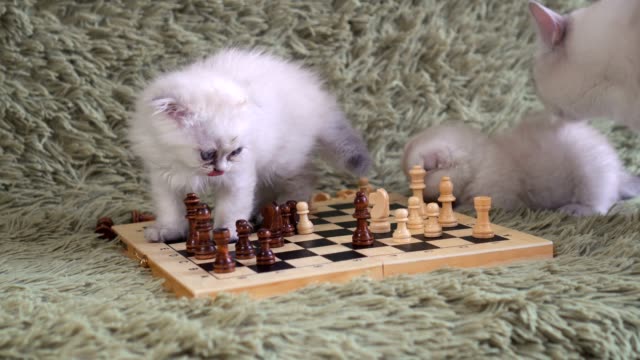Zwei-weiße-Kätzchen-spielen-Schach