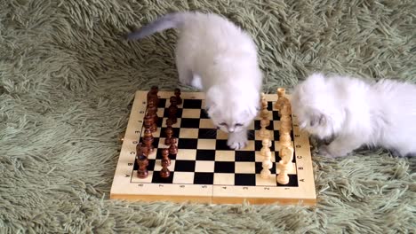 Ajedrez-juego-de-dos-gatito-blanco